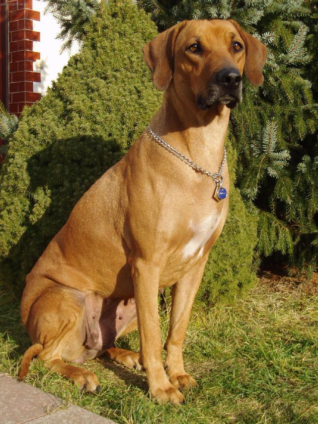 Rhodéský ridgeback.jpg